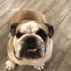 Past PetCloud client