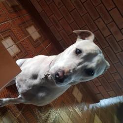 Past PetCloud client