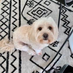 Past PetCloud client