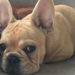 Past PetCloud client