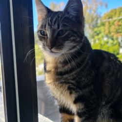 Past PetCloud client