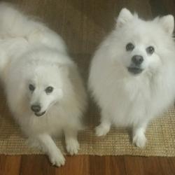 Past PetCloud client