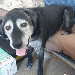 Past PetCloud client