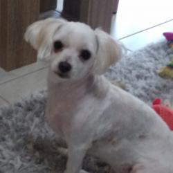 Past PetCloud client