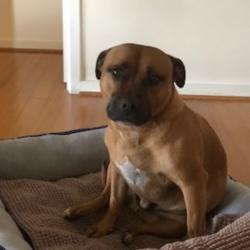Past PetCloud client