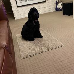 Past PetCloud client