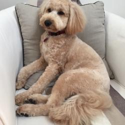 Past PetCloud client