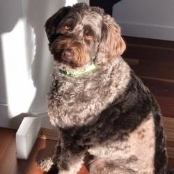 Past PetCloud client