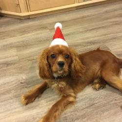 Past PetCloud client