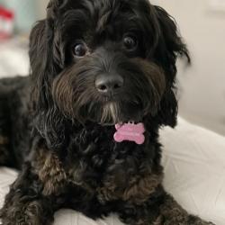 Past PetCloud client