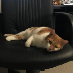 Past PetCloud client