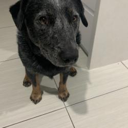 Past PetCloud client