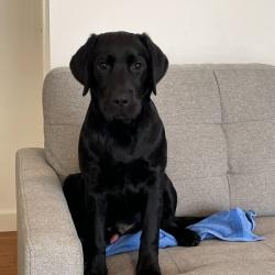 Past PetCloud client