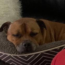 Past PetCloud client
