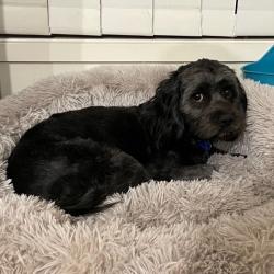 Past PetCloud client