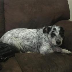 Past PetCloud client