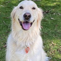 Past PetCloud client