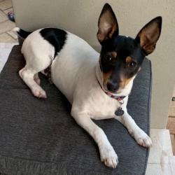 Past PetCloud client