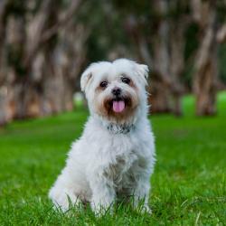 Past PetCloud client