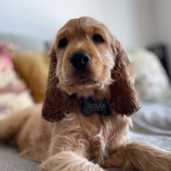 Past PetCloud client