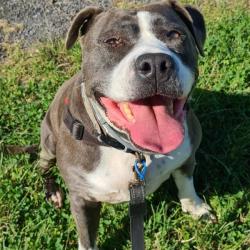 Past PetCloud client