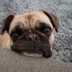 Past PetCloud client