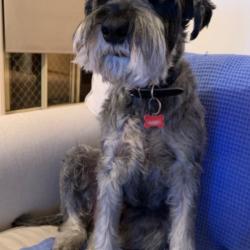 Past PetCloud client