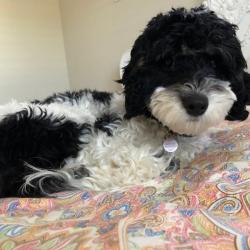 Past PetCloud client