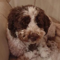 Past PetCloud client