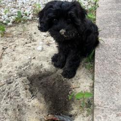 Past PetCloud client