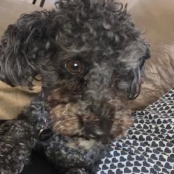 Past PetCloud client
