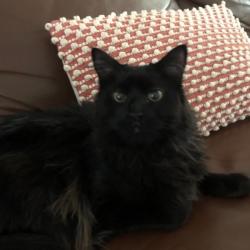 Past PetCloud client