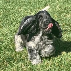 Past PetCloud client