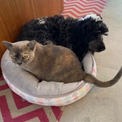 Past PetCloud client