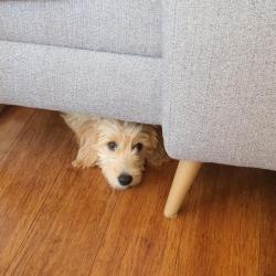 Past PetCloud client