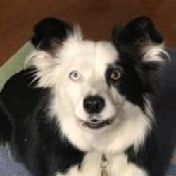 Past PetCloud client
