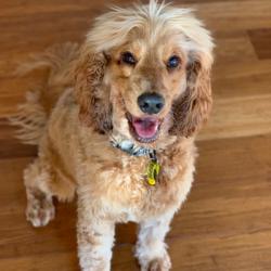 Past PetCloud client