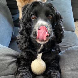 Past PetCloud client