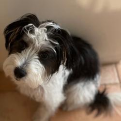 Past PetCloud client