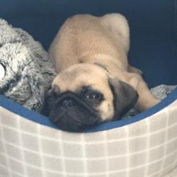 Past PetCloud client
