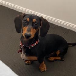 Past PetCloud client