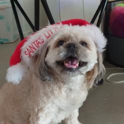 Past PetCloud client