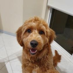 Past PetCloud client