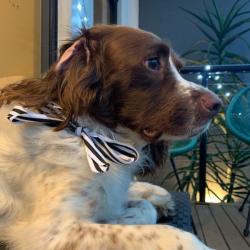 Past PetCloud client