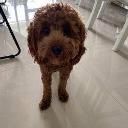 Past PetCloud client