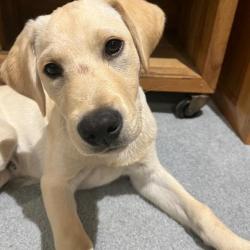 Past PetCloud client