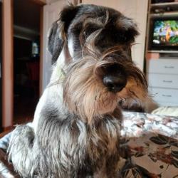 Past PetCloud client