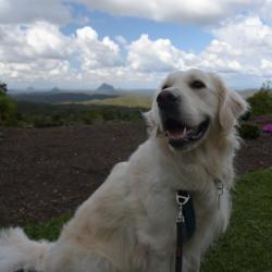 Past PetCloud client