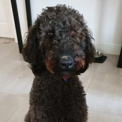 Past PetCloud client