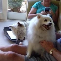 Past PetCloud client